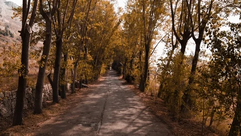 Trees Stock Footage 95549410