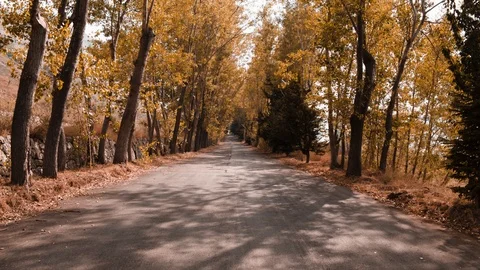 Trees Видео 95606068