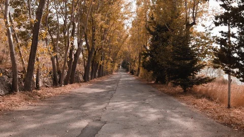 Trees Stock Footage 95610648
