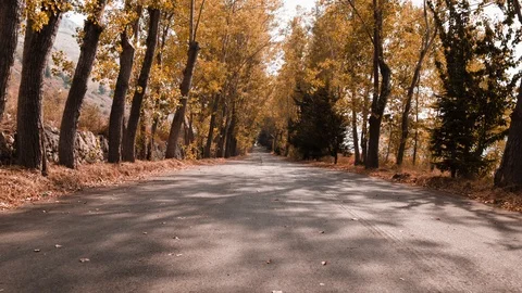 Trees Stock Footage 95613619