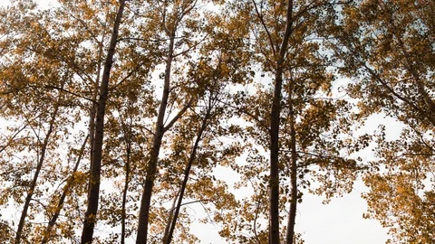 Trees Stock Footage 95623463