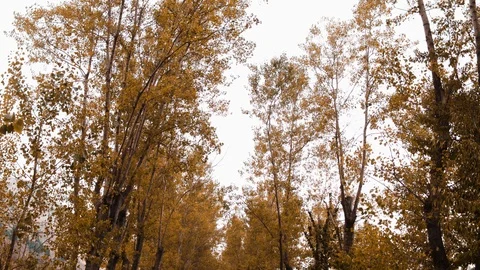 Trees Stock Footage 95624622