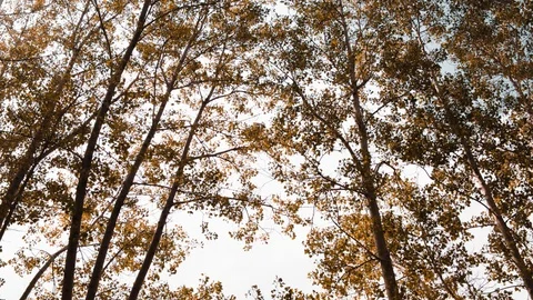 Trees Stock Footage 95626280