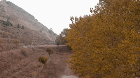Trees Stock Footage 95629433