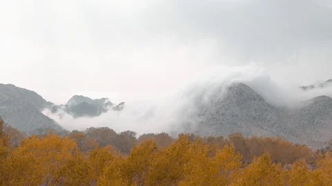 Trees Stock Footage 95631044