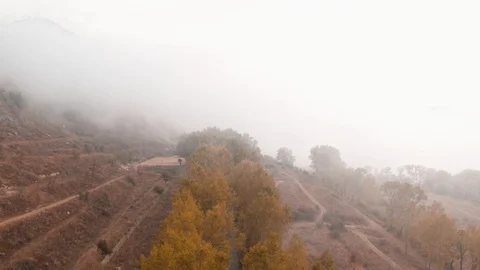 Trees Stock Footage 95632469