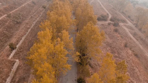 Trees Stock Footage 95633762