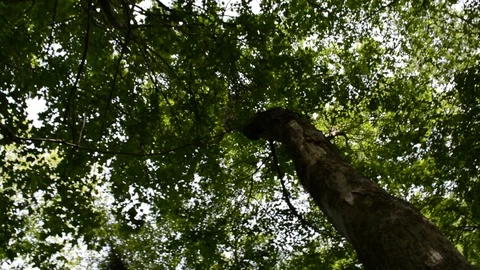 Trees Stock Footage 96183298