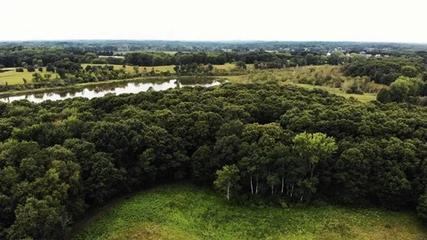 Trees Stock Footage 100611659