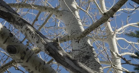 Trees Vídeo Stock 104504646