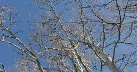 Trees Vídeo Stock 104504912