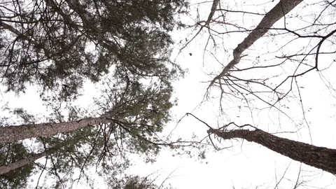 Trees Видео 104975243