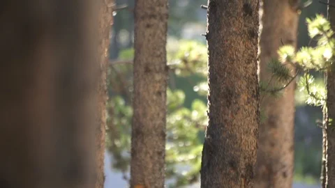 Trees 스톡 동영상 105189062