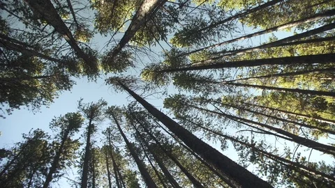 Trees 스톡 동영상 105189068