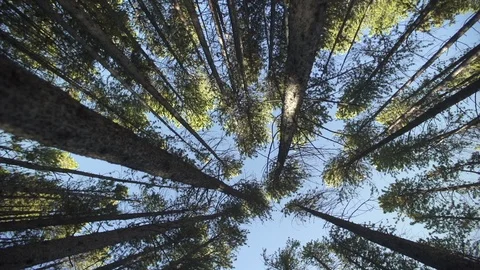 Trees 스톡 동영상 105189139