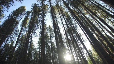 Trees 스톡 동영상 105189252