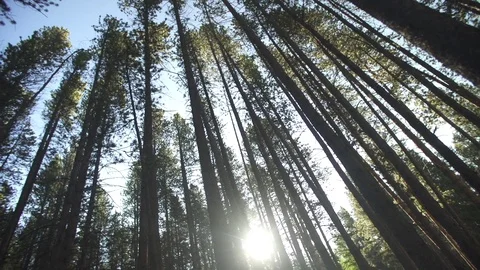 Trees 스톡 동영상 105189328