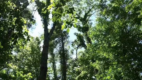 Trees Stock Footage 111267622