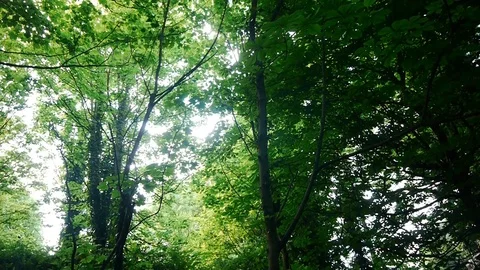 Trees Stock Footage 112698045