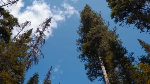 Trees Stock Footage
