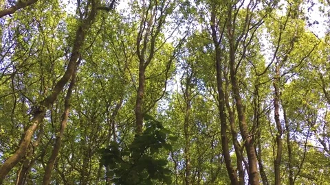 Trees Stock Footage 114899502