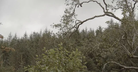 Trees Stock Footage 119516715