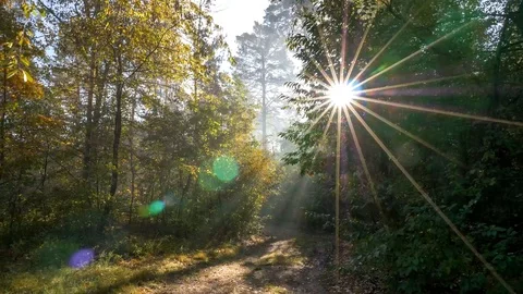Trees Stock Footage 123467652