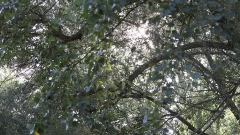 Trees Stock Footage 128451730