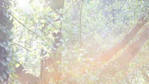 Trees Stock Footage 128451793