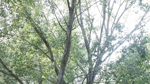 Trees Stock Footage 128451810
