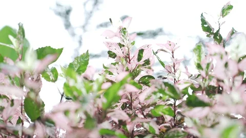 Trees Stock Footage 128574700