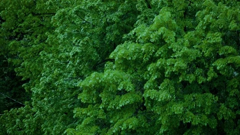 Trees Stock Footage 131207387