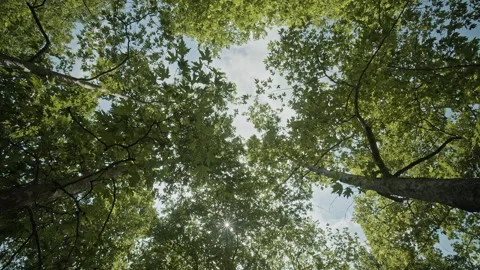 Trees Stock Footage 134700665