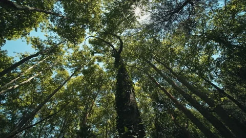 Trees Stock Footage 135778361