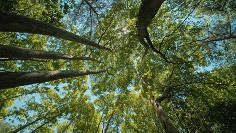 Trees Stock Footage 135834536