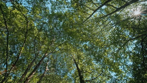 Trees Stock Footage 136124848