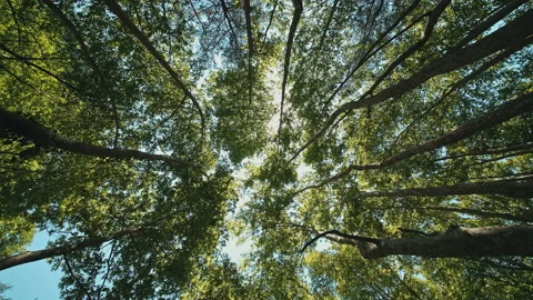 Trees Stock Footage 136144471