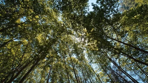 Trees Stock Footage 136224644