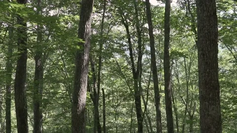 Trees Stock Footage 137872049