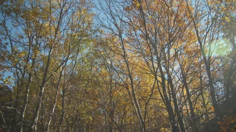Trees Stock Footage 138294868