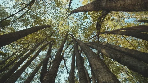 Trees Stock Footage 138297236