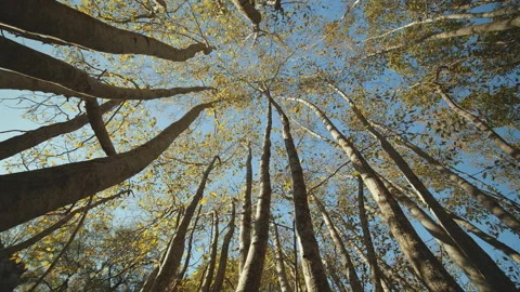 Trees Stock Footage 138299710