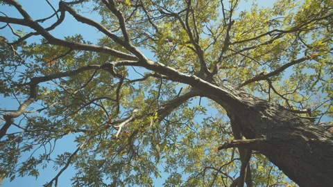 Trees Stock Footage 138302420