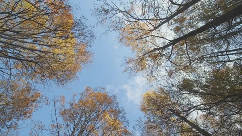 Trees Видео 138304333