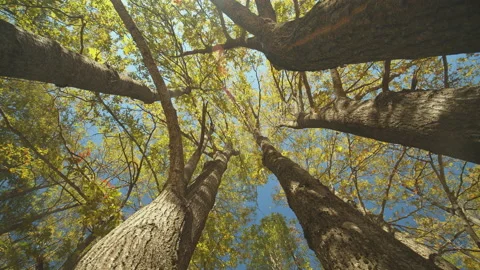 Trees Stock Footage 138307704