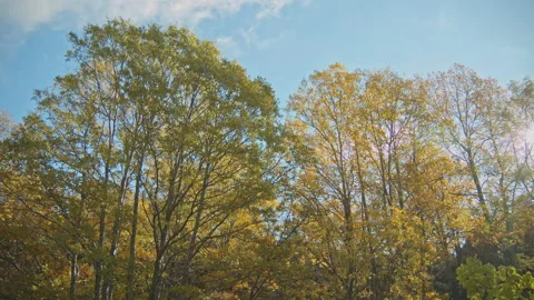 Trees Stock Footage 138310789