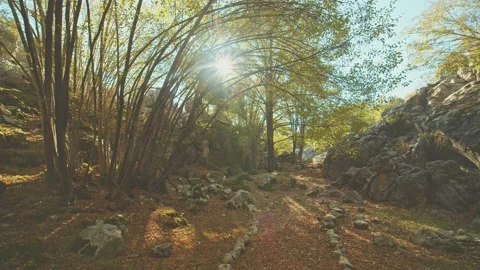 Trees Stock Footage 138313514