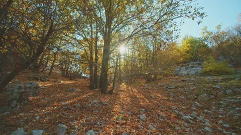 Trees Stock Footage 138328221