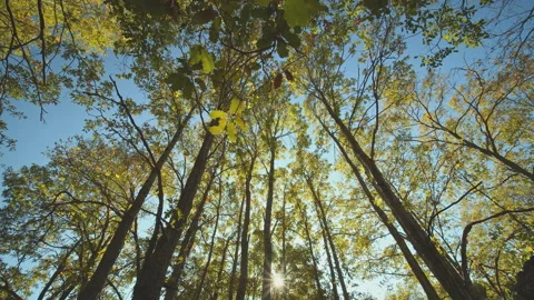 Trees Stock Footage 138329921