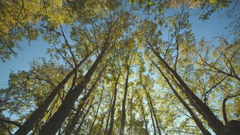 Trees Stock Footage 138332050